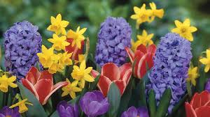 hyacinths