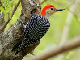 redheaded woodpecker